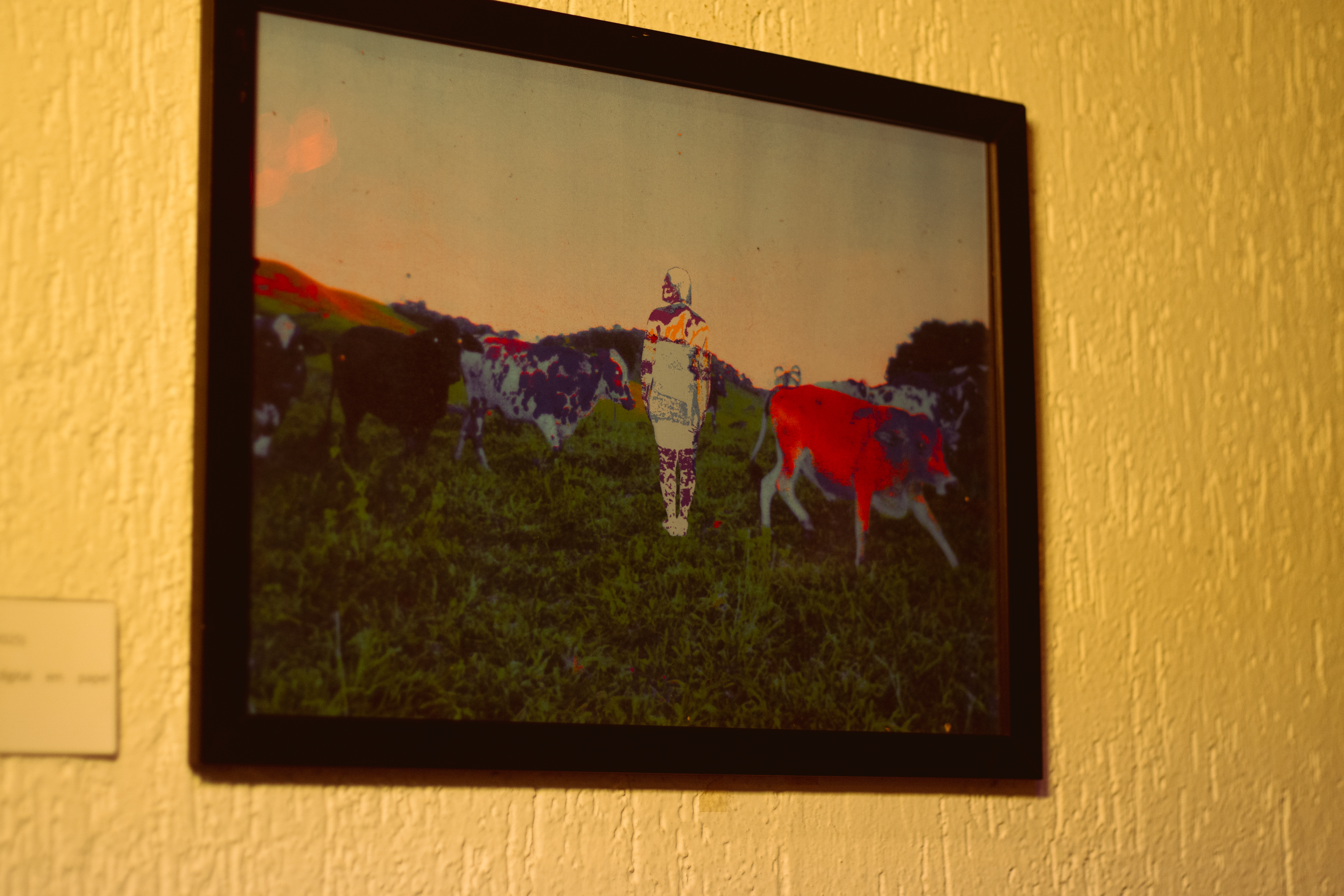Fotografia de um quadro com foto. Cena campestre ao entardecer, com céu em tons rosados e lilás ao fundo. No centro da imagem, há uma figura humana com silhueta feminina, destacada em um tratamento digital que a faz parecer translúcida, preenchida com cores artificiais em roxo, branco e rosa. Ela está cercada por várias vacas, que pastam livremente em um campo verde. As vacas apresentam pelagens variadas — algumas pretas, outras malhadas em branco e preto, e uma em tom alaranjado, destacando-se à direita. 
